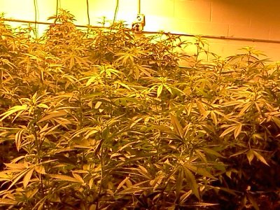 2000 watt monster kush