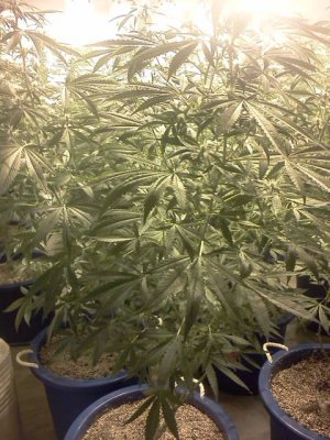 2000 watt monster kush
