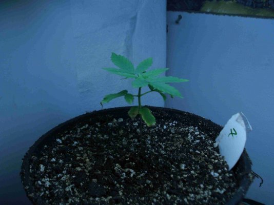 bagseed veg6.JPG