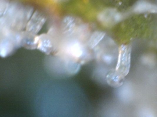 frame1.jpg