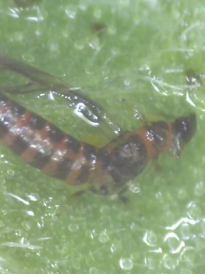 infestation-warning-and-help-needed-to-identify-3.jpg