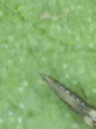 infestation-warning-and-help-needed-to-identify-4.jpg