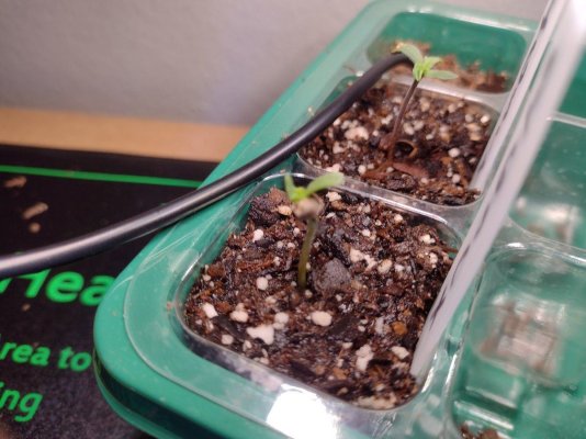 My 1st grow journal with GSCX