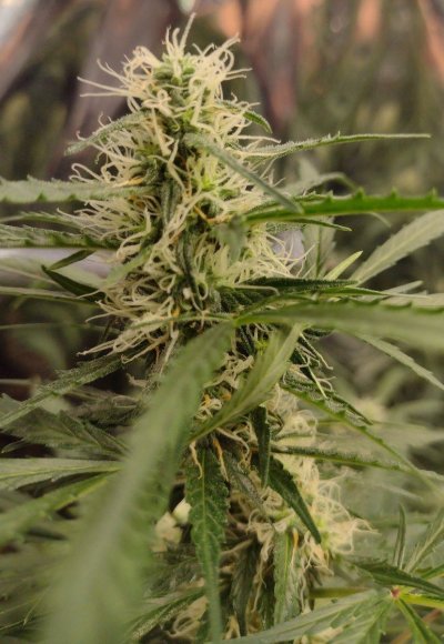 My 1st grow journal with GSCX