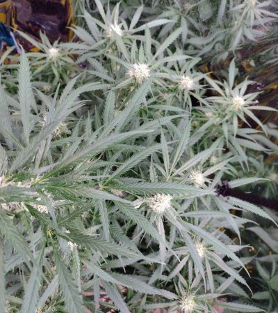 My 1st grow journal with GSCX
