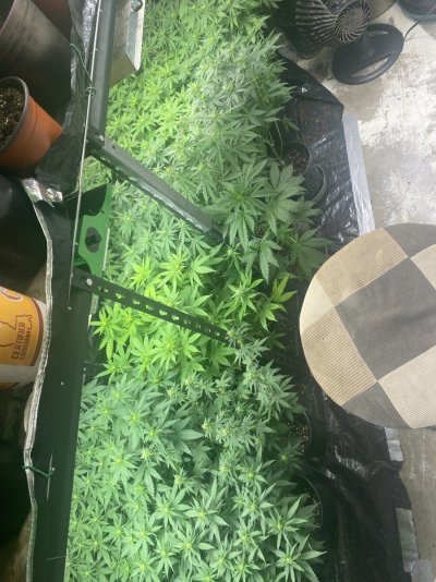 IMG_7032.jpeg