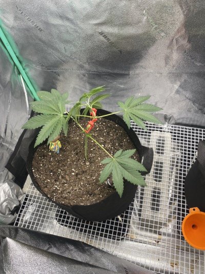 Trustfall Genetics grow #2: Gary Payton x Okie WC