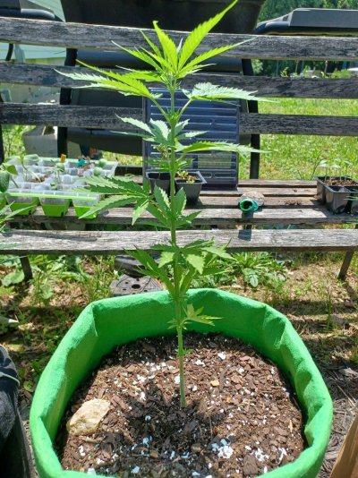 Pineapple Kush Outdoor Grow in VA