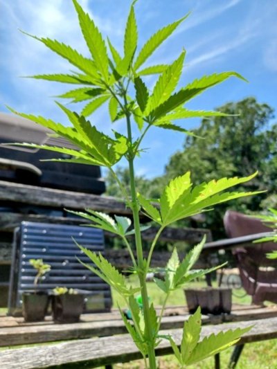 Pineapple Kush Outdoor Grow in VA