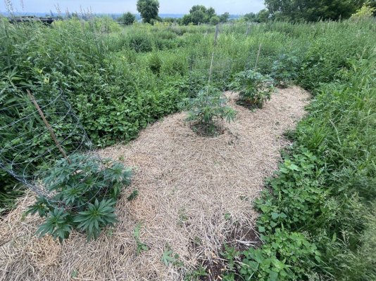 Let's see your 2023 outdoor grow!