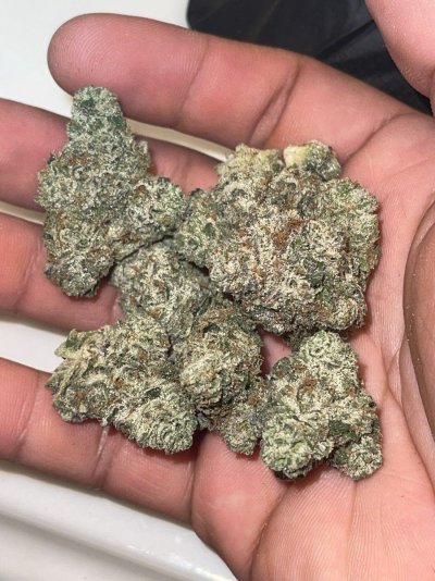 Primo Clones Canada grow and show