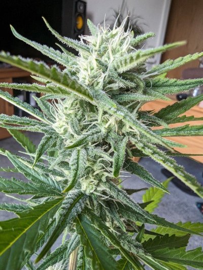 first-grow-hows-my-royal-dwarf-auto-doing-2.jpg