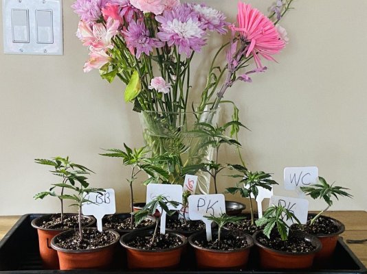New member to community with clones that need homes in the GTA and beyond dm for info