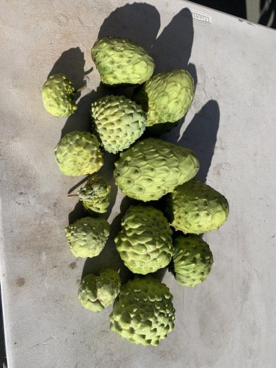 Hello! New Herb Grower - Experienced Tropical Fruit Horticulturist