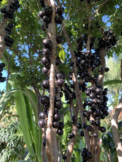 hello-new-herb-grower---experienced-tropical-fruit-horticulturist-3.jpg