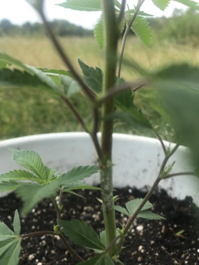 I found this on clone a few days after transplanting