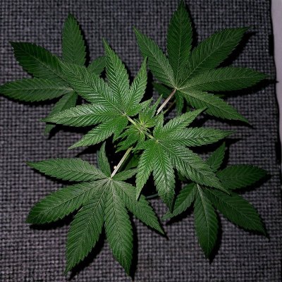 journal of intent..a dark side trip to the moon!!!!