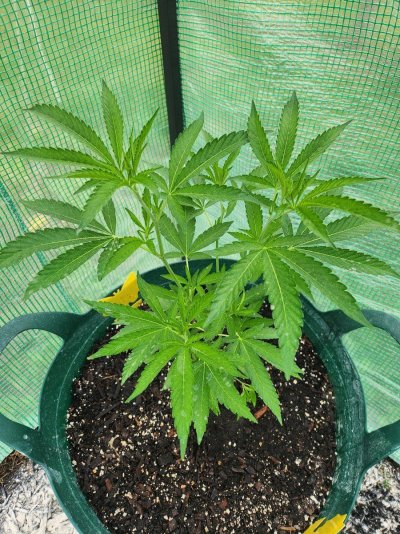 second-topping-did-i-cut-the-correct-spot-5.jpg