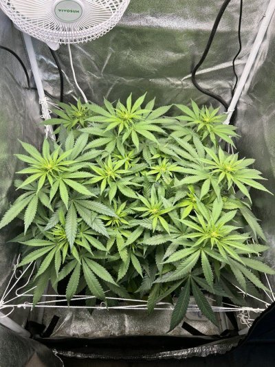 two-weeks-into-flower--defoliate-or-not-3.jpeg