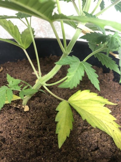 second-grow-can-someone-diagnose-for-a-newbie-19.jpeg