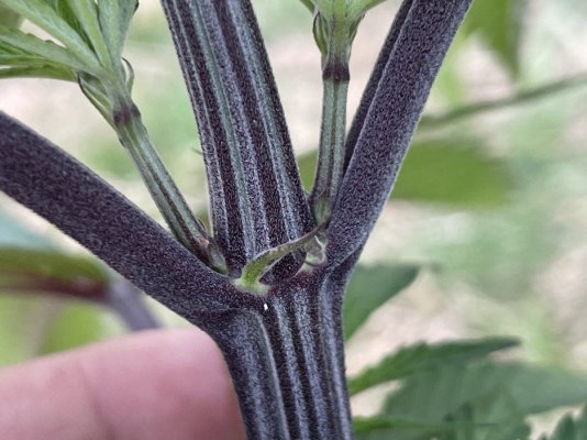 Let's see your 2023 outdoor grow!