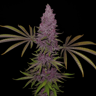 Chop day pics by Peat Phreak