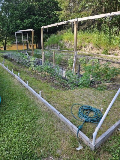 Let's see your 2023 outdoor grow!