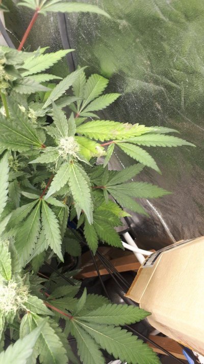Why does Canna nutrients alway do this?