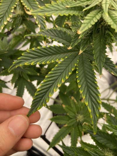 yellow-leaves-flowering-week-3-5.jpeg