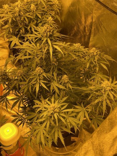 PLEASE HELP? Must be getting close🤷🏻‍♂️