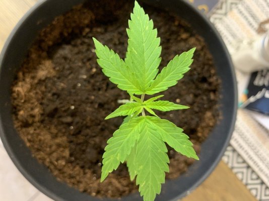 little-yellow-spots-on-my-seedling.jpeg