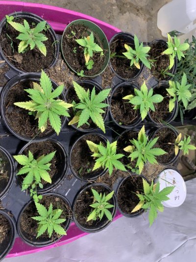 Let's see your 2023 outdoor grow!
