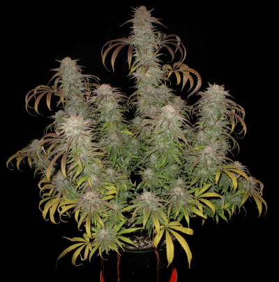 Chop day pics by Peat Phreak