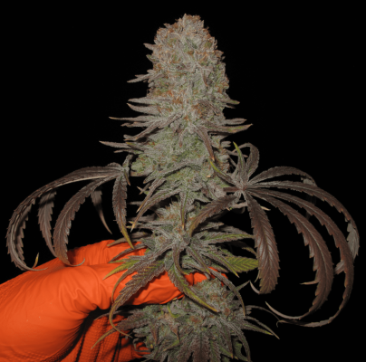 Chop day pics by Peat Phreak