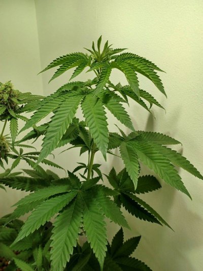 Chemistry's grow your own quality stash.