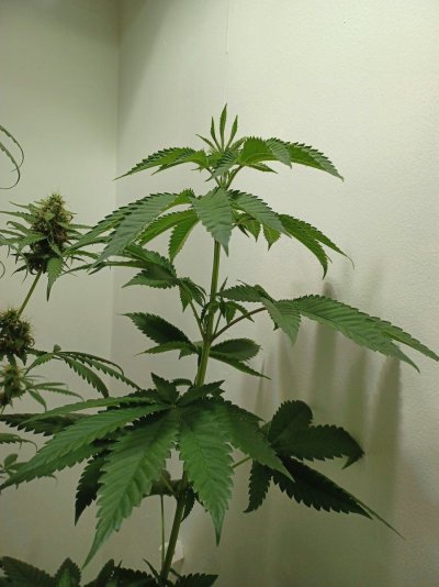 Chemistry's grow your own quality stash.