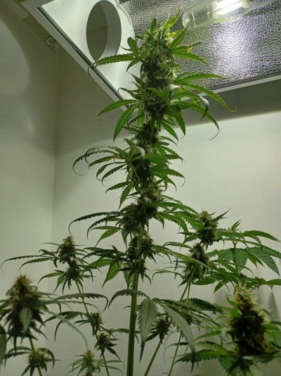 Chemistry's grow your own quality stash.