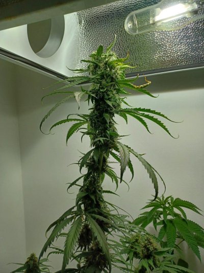 Chemistry's grow your own quality stash.