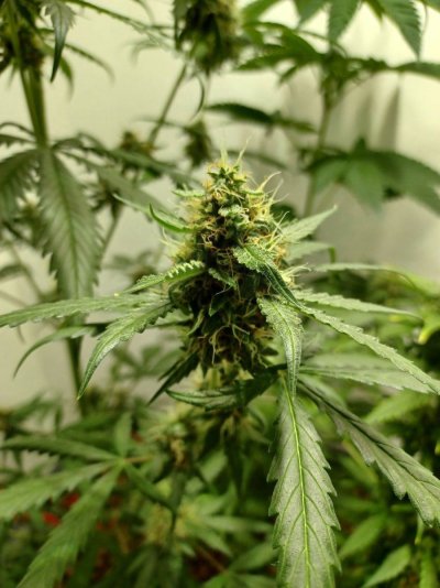Chemistry's grow your own quality stash.