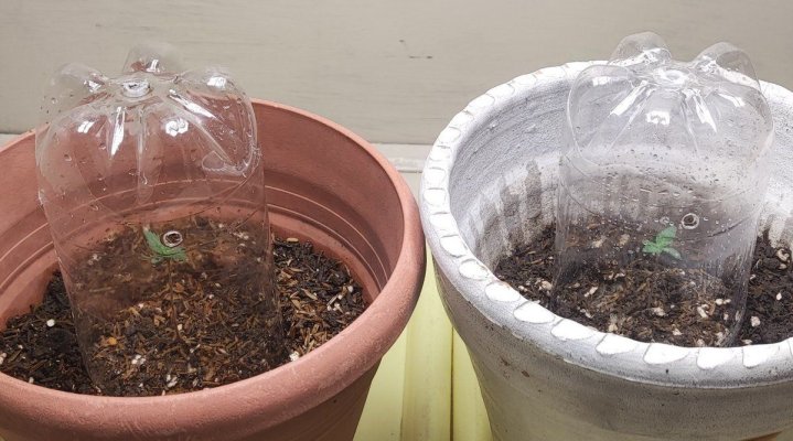 Growing in 3rd World Conditions (Cuba) att #2