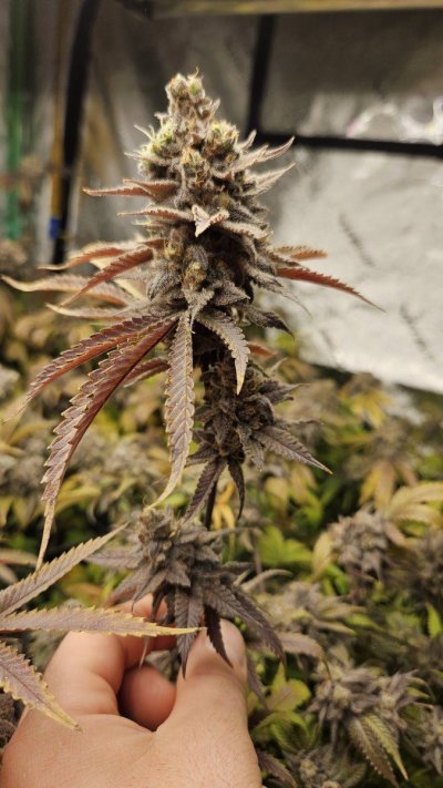 Let's See Your Frostiest Flowers