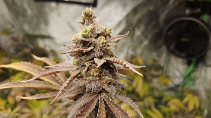 Let's See Your Frostiest Flowers