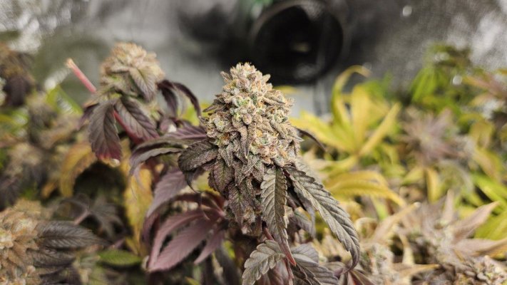Let's See Your Frostiest Flowers