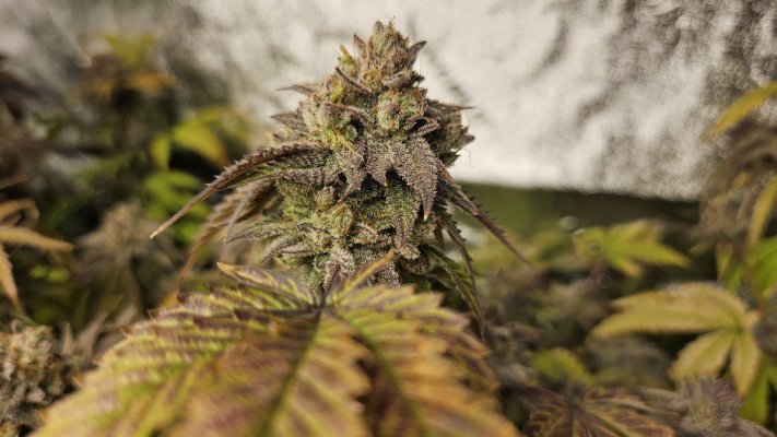 Let's See Your Frostiest Flowers