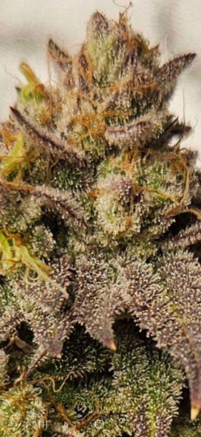 Let's See Your Frostiest Flowers