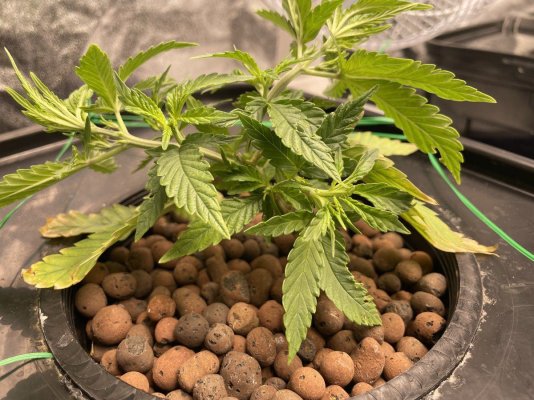 Veg ? When do I need to know to flip