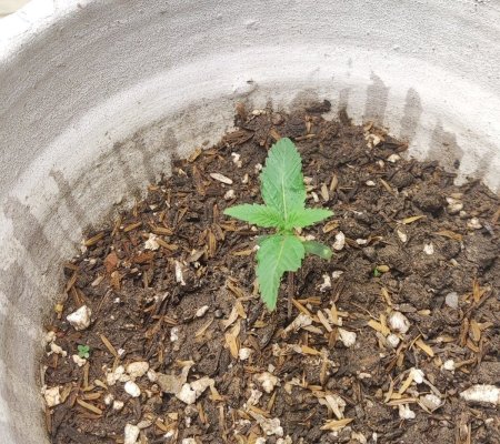 Growing in 3rd World Conditions (Cuba) att #2