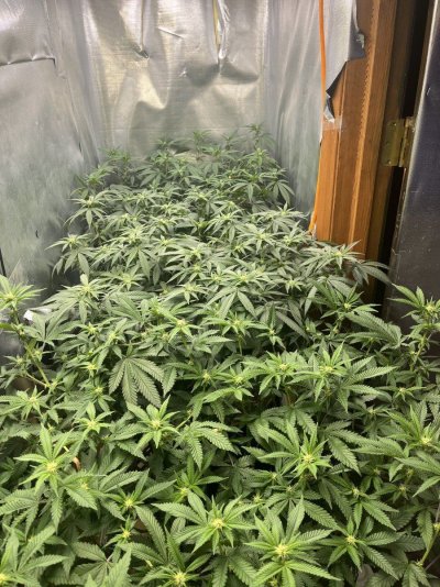 Going to try an experiment.
