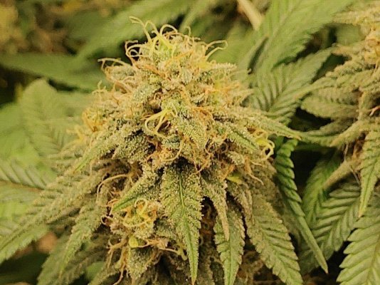yes it's another "should i chop" question