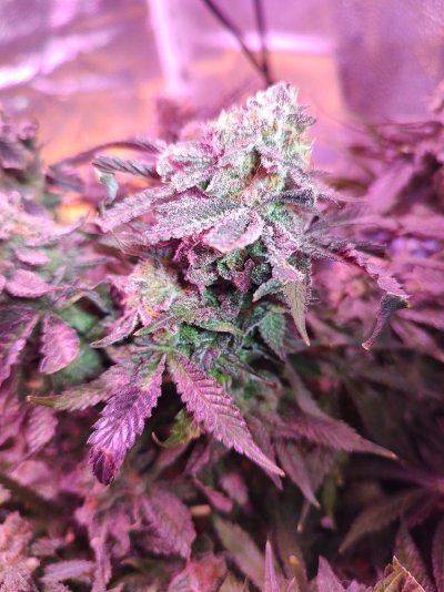 Let's See Your Frostiest Flowers